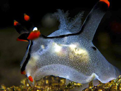 Thecacera picta - Canon S80 with Inon Z240. by Paul Ng 
